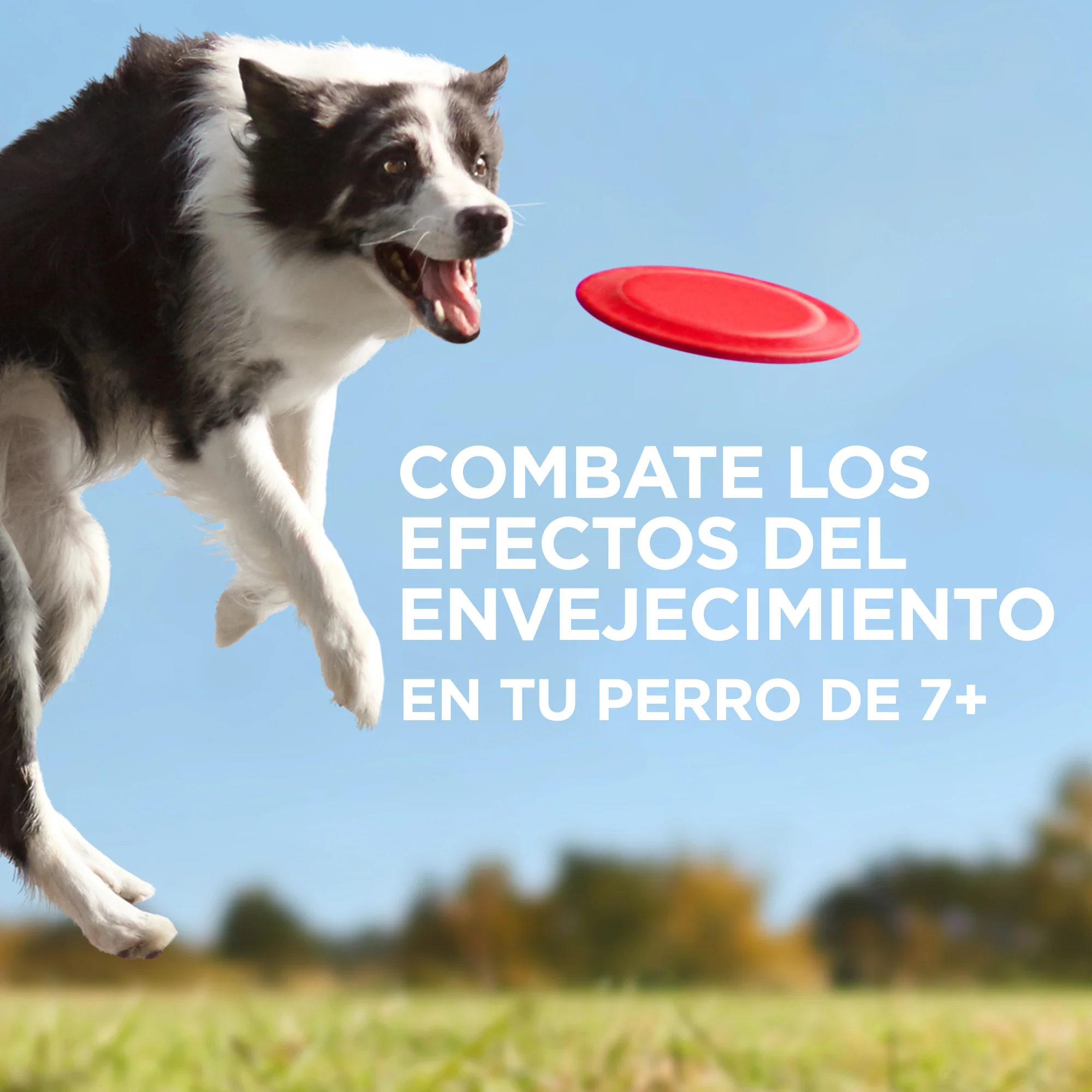 Hills Science Diet Alimento Perros Youthful Vitallity 7+ Lata 370 gr Estofado - Imagen 3