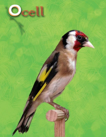 Ocell Alimento Aves Pasta Natural Cria Postura Mantenimiento - Imagen 3