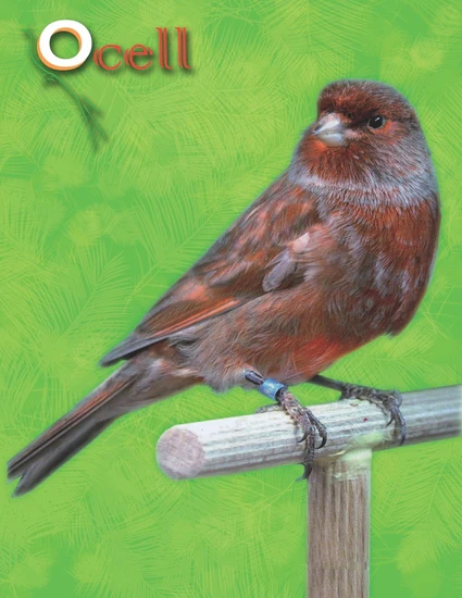 Ocell Alimento Aves Pasta Extra Zanahoria Avivar Color - Imagen 2