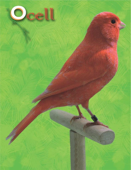 Ocell Alimento Aves Factor Rojo Brillo Cambio Color - Imagen 2