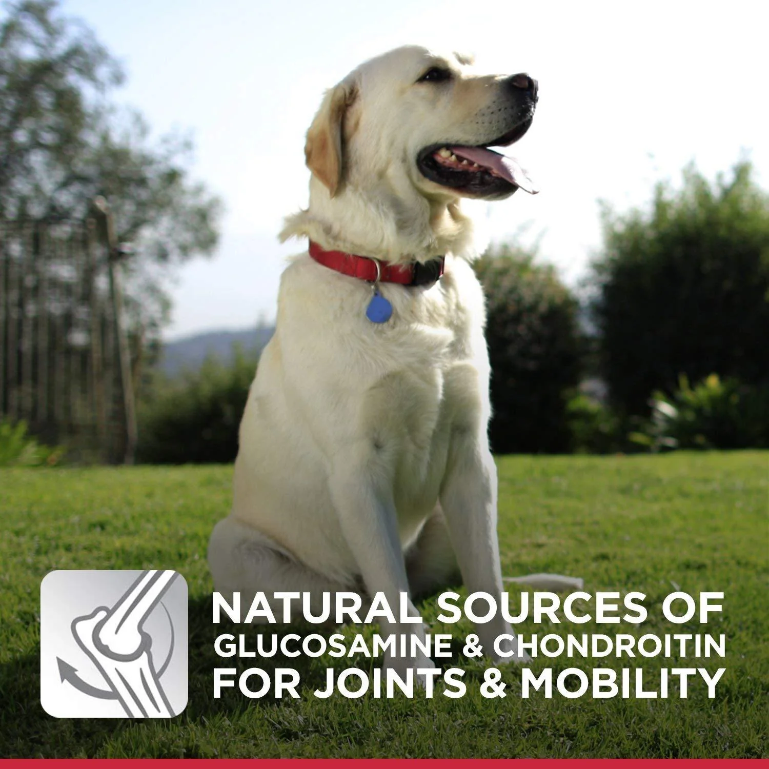 Hills Science Diet Alimento Perros Adulto Raza Grande Croqueta Pienso - Imagen 3