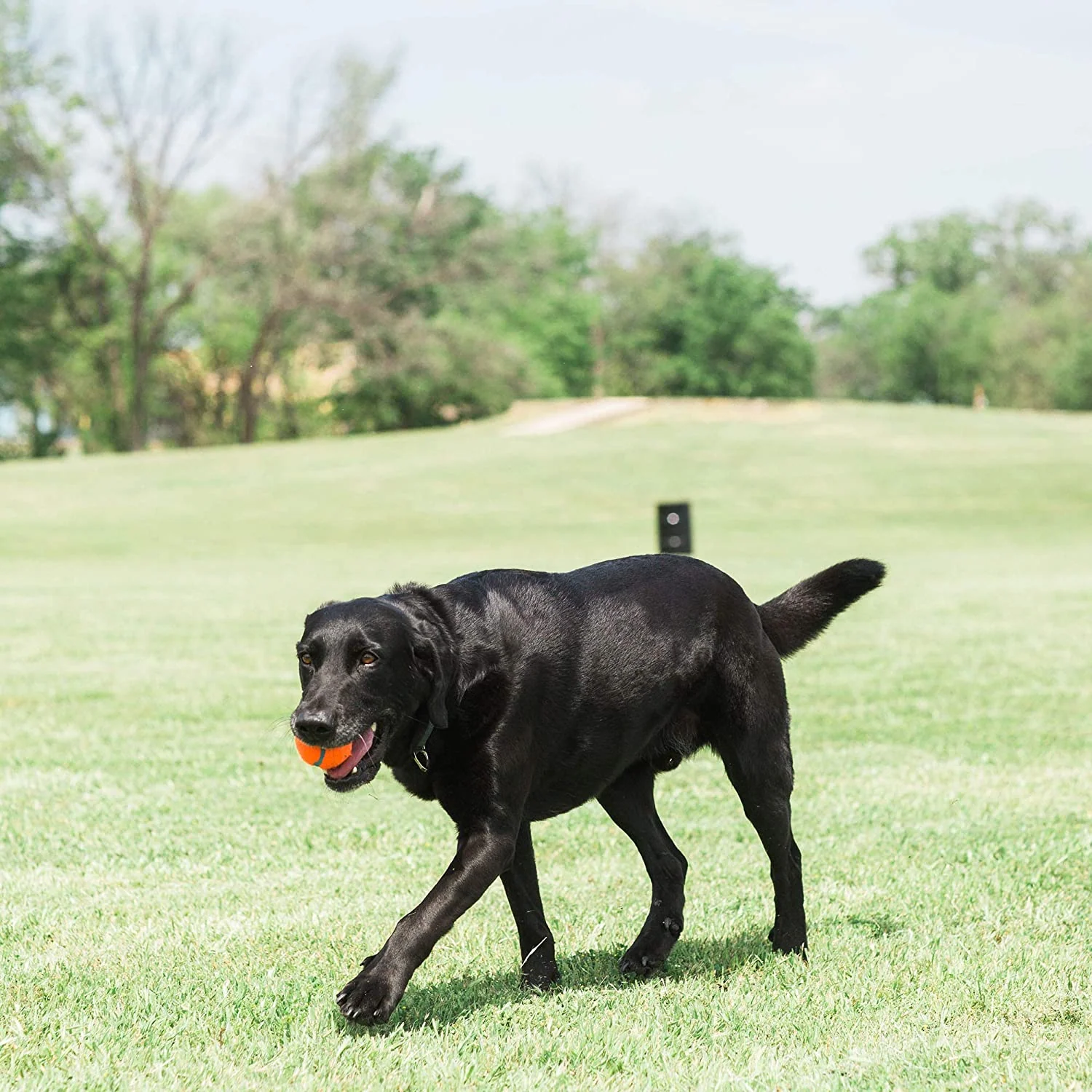Pelota para Perro Chuckit Tennis Grande 2 Pack - Imagen 3