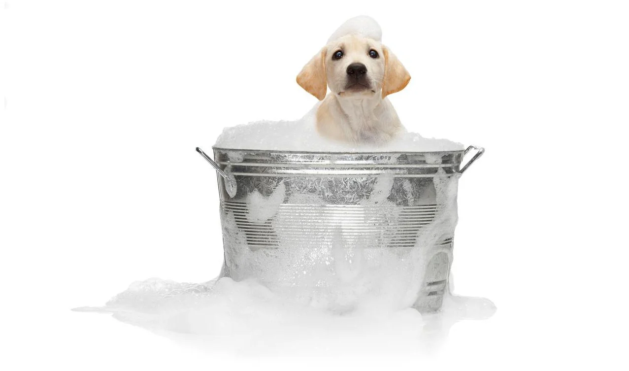 Virbac Allergroom Shampoo 237 ml Dermatitis Alergica Seborrea Hipotiroidismo - Imagen 2