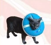 Dona Isabelina Tallas Base ( Cuello y Hocico Regular ) - Imagen 3