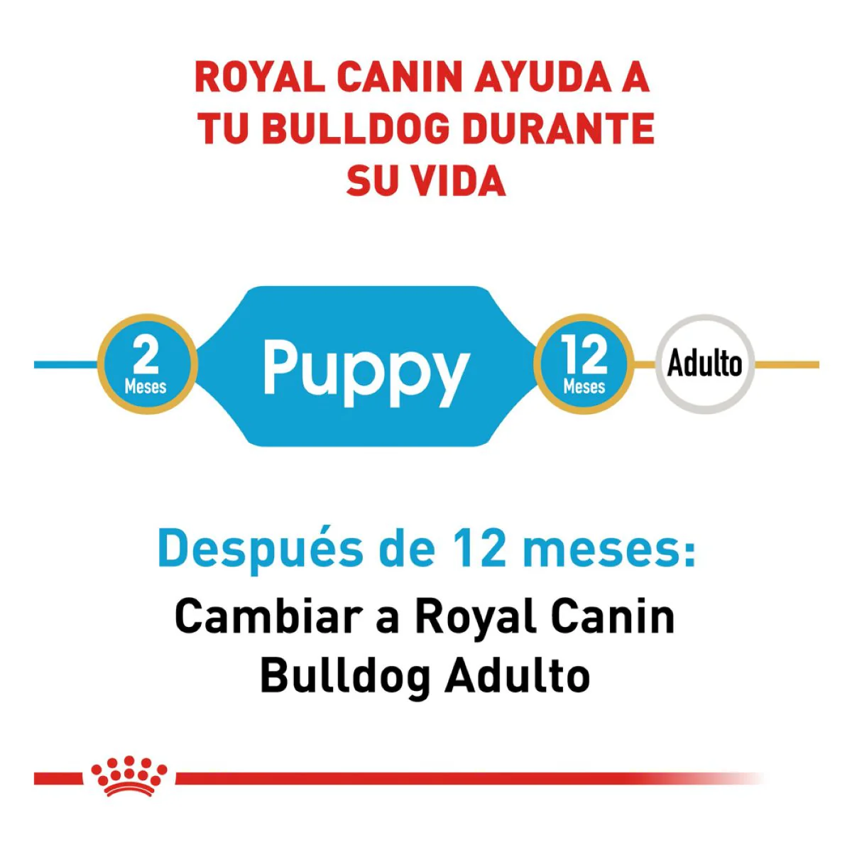 Royal Canin Bulldog Puppy - Alimento para Cachorro - Imagen 8