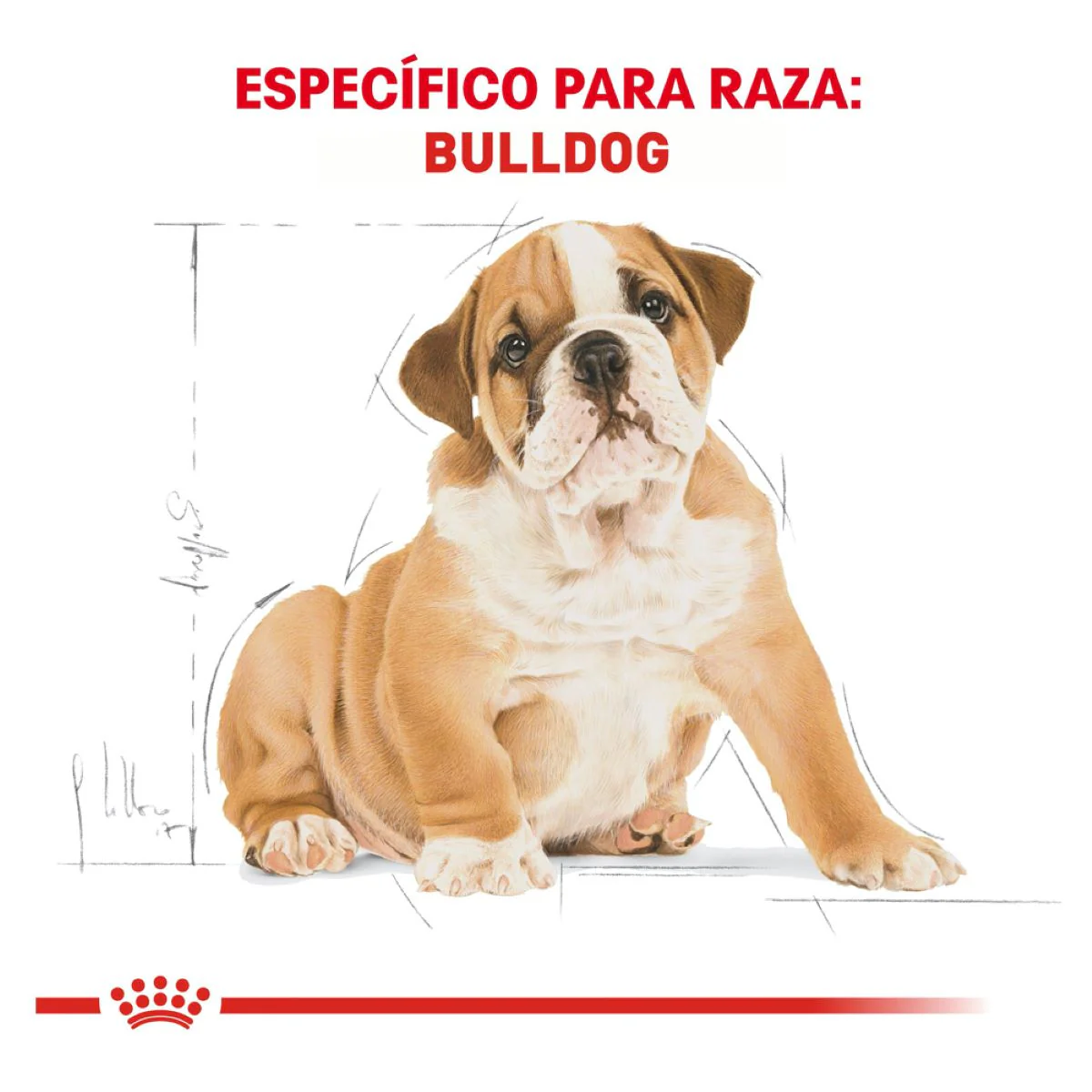 Royal Canin Bulldog Puppy - Alimento para Cachorro - Imagen 3