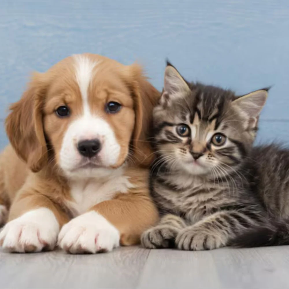 Primera vacuna cachorro o gatito