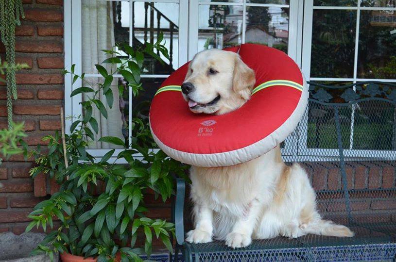 Dona Isabelina Tallas Base ( Cuello y Hocico Regular ) - Imagen 2