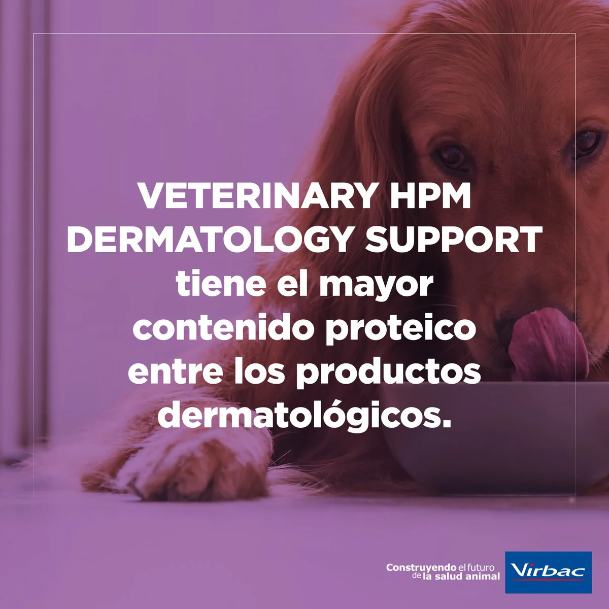 Virbac Alimento Perros Dog Dermatology Support Mantenimiento Funcion Dermica Pienso Croquetas - Imagen 2