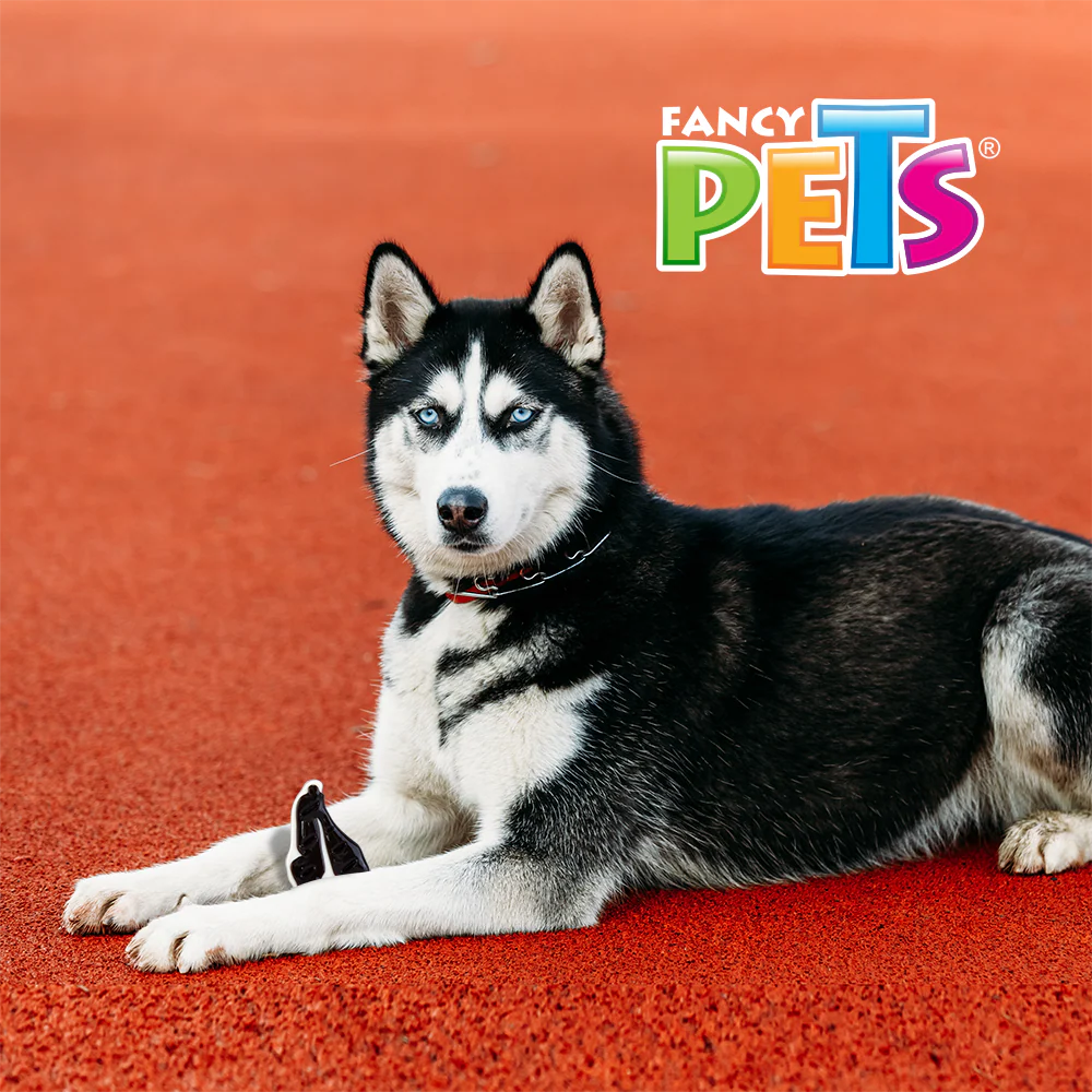 Juguete para Perro Dental con Sabor Filete Fancy Pets. - Imagen 2