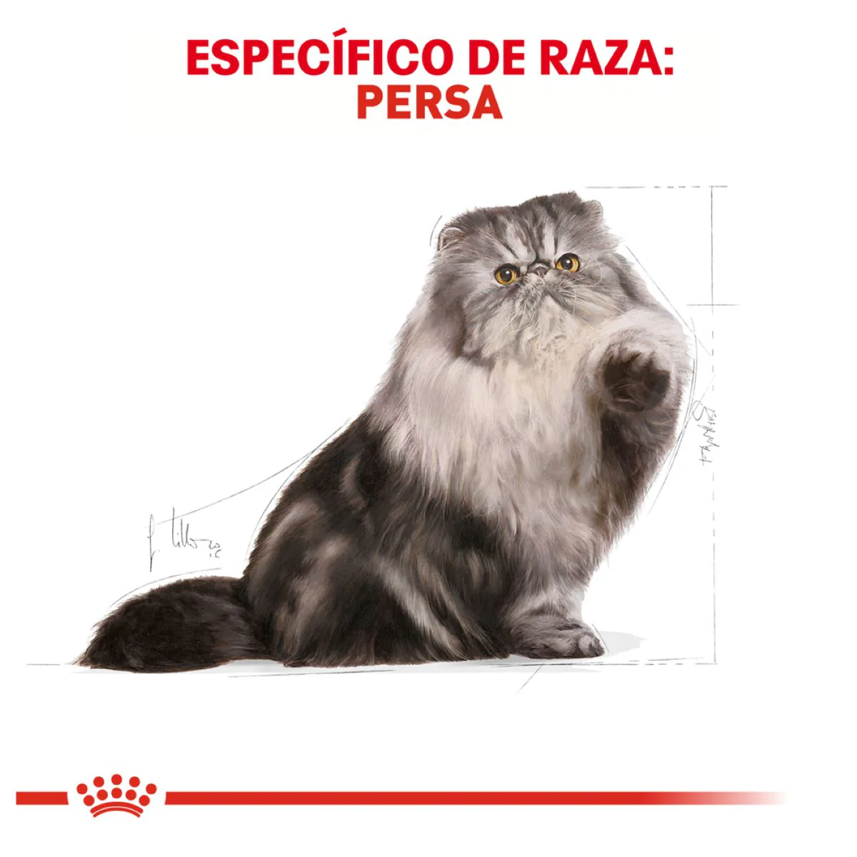 Royal Canin Persian Cat Adult 3.18 Kg - Alimento para Gato Persa Adulto - Imagen 3