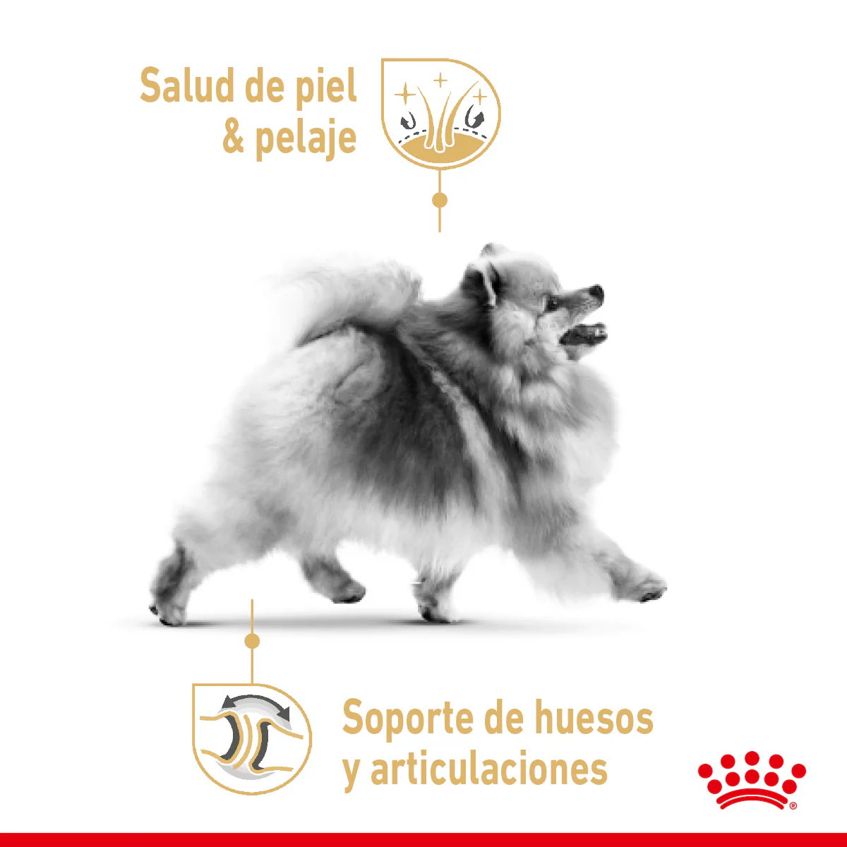 Royal Canin Pomerian Adult 1.1 Kg - Alimento Para Perro Pomeriano - Imagen 3