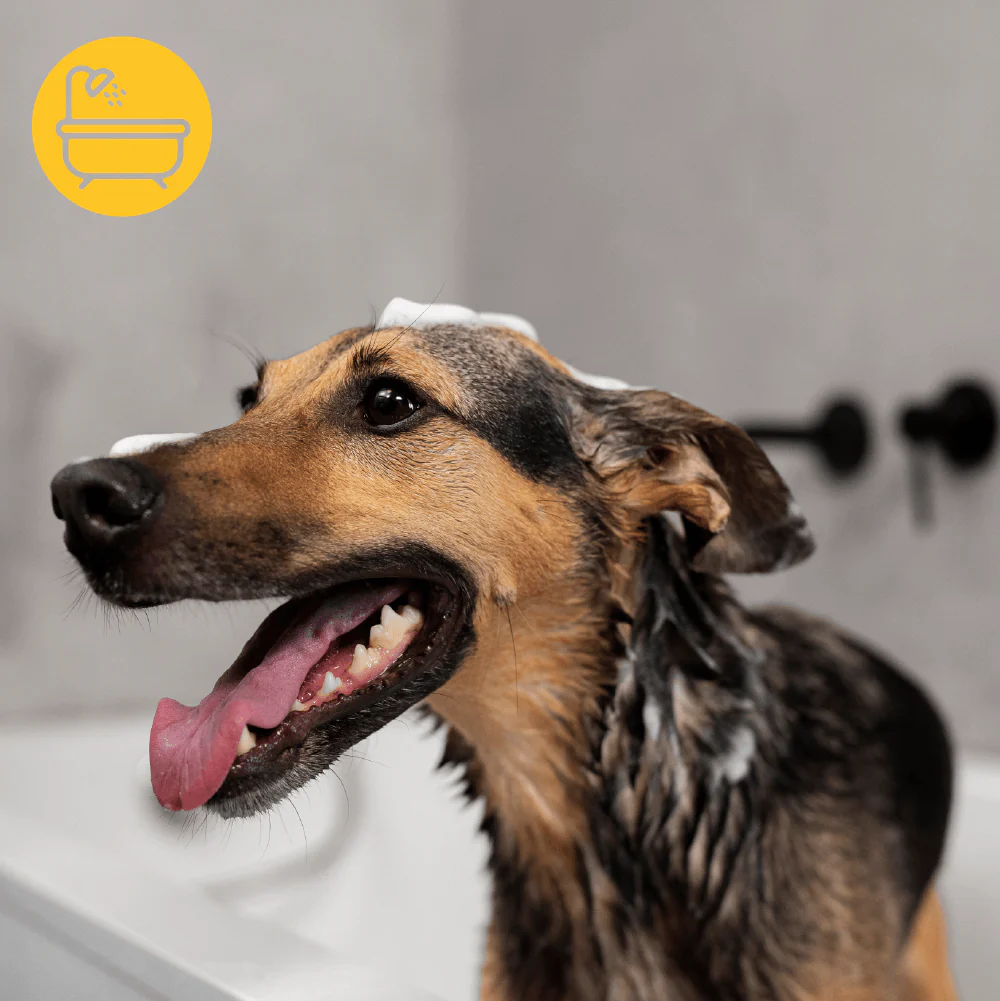 Baño Perro MEDIANO (hasta 20 Kg) domicilio