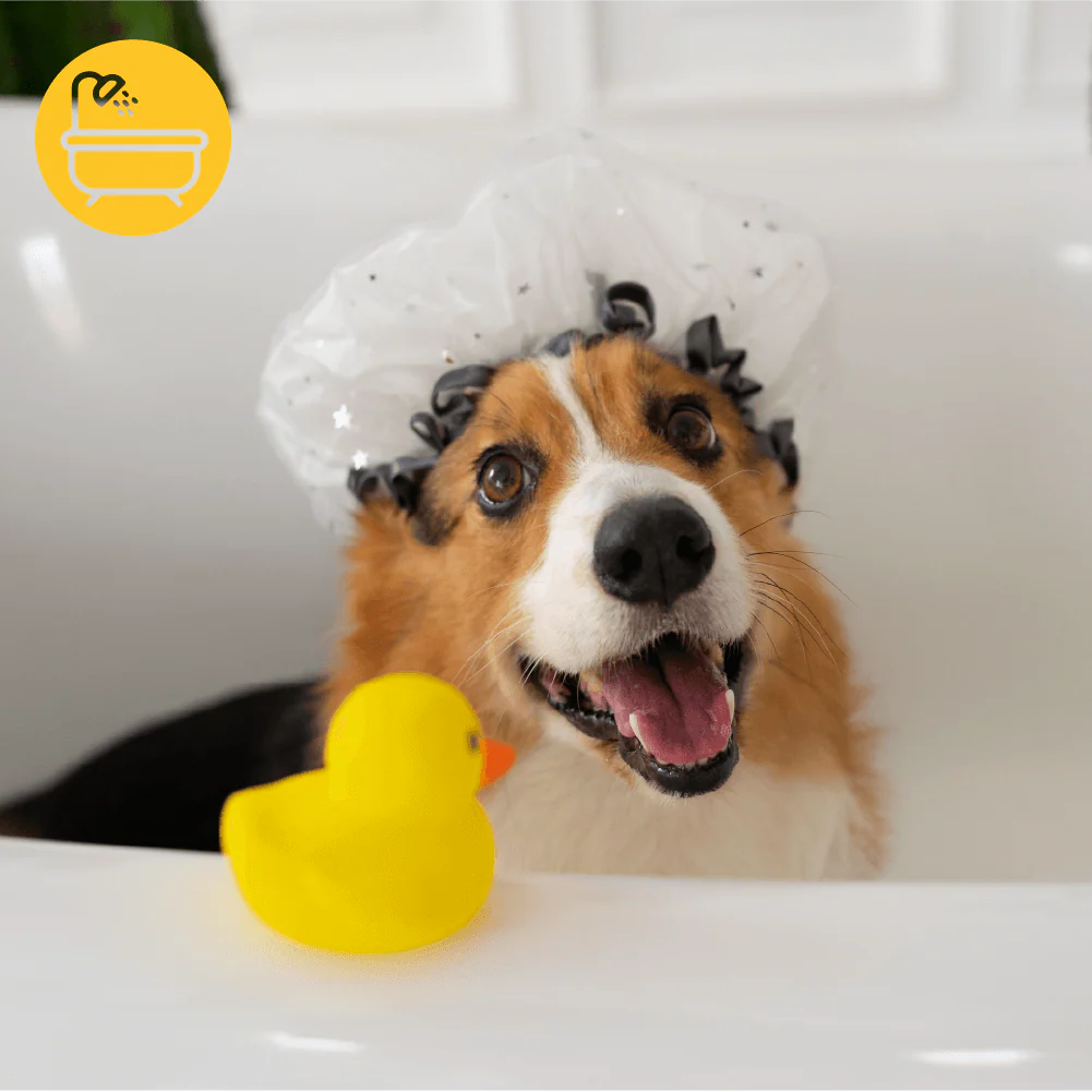 Baño Perro PEQUEÑO (hasta 9 Kg) domicilio