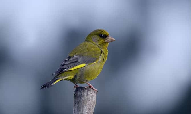 Psittacus Alimento Aves Silvestres Reproduccion 1 kg Cria Jilgueros Pinzones Verderones - Imagen 3