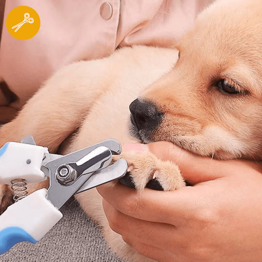 Corte de uñas (perro o gato) - Imagen 2