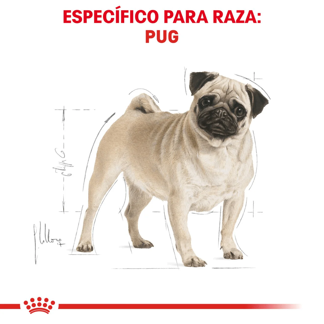CT5455 1 Pieza De Alimento Para Pug Adulto - Imagen 2