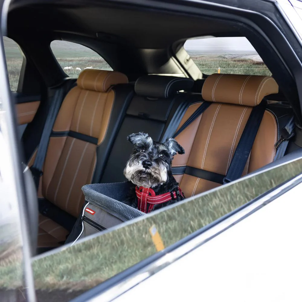 Drive Booster Seat Ezydog - Imagen 3