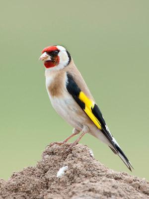 Psittacus Alimento Aves Silvestres Reproduccion 1 kg Cria Jilgueros Pinzones Verderones - Imagen 4