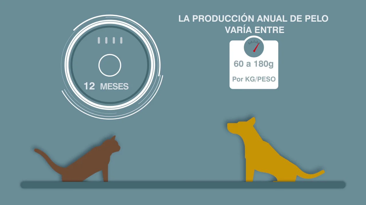 Virbac Alimento Gatos Cat Dermatology Support 3 kg Mantenimiento Funcion Dermica Pienso Croquetas - Imagen 3