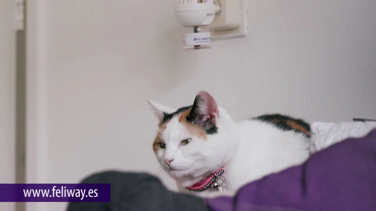 Ceva Difusor Gatos Repuesto 48 ml Feliway Classic Confort Seguridad Previene Marcaje - Imagen 3