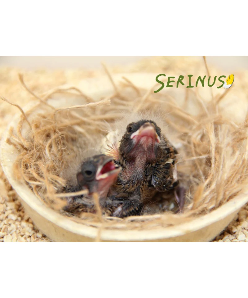 Psittacus Alimento Canarios Papilla Cria Manual Dieta Unica Paseriformes Granivoros - Imagen 5