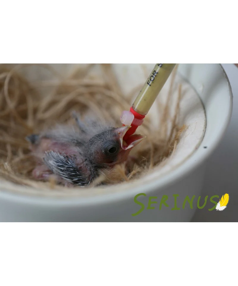 Psittacus Alimento Canarios Papilla Cria Manual Dieta Unica Paseriformes Granivoros - Imagen 3