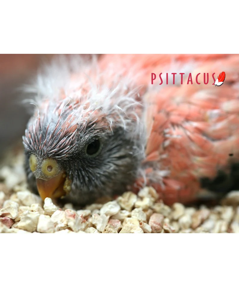 Psittacus Alimento Aves Papilla Mini Psitacidos Granivoros Ninfas Agapornis Periquitos - Imagen 4