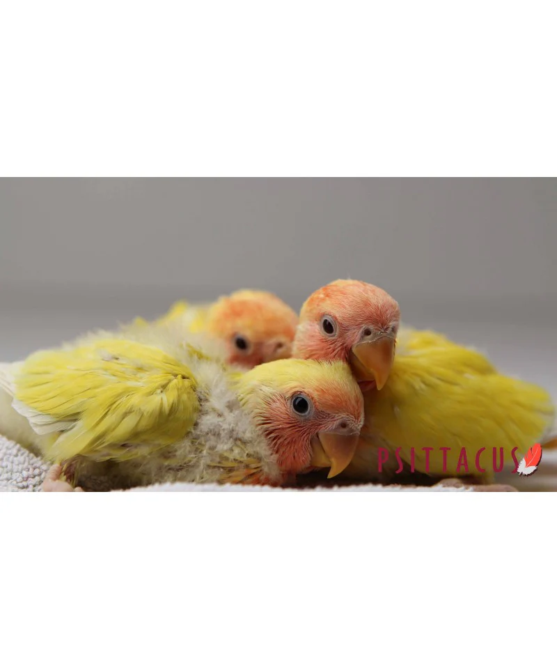 Psittacus Alimento Aves Papilla Mini Psitacidos Granivoros Ninfas Agapornis Periquitos - Imagen 3