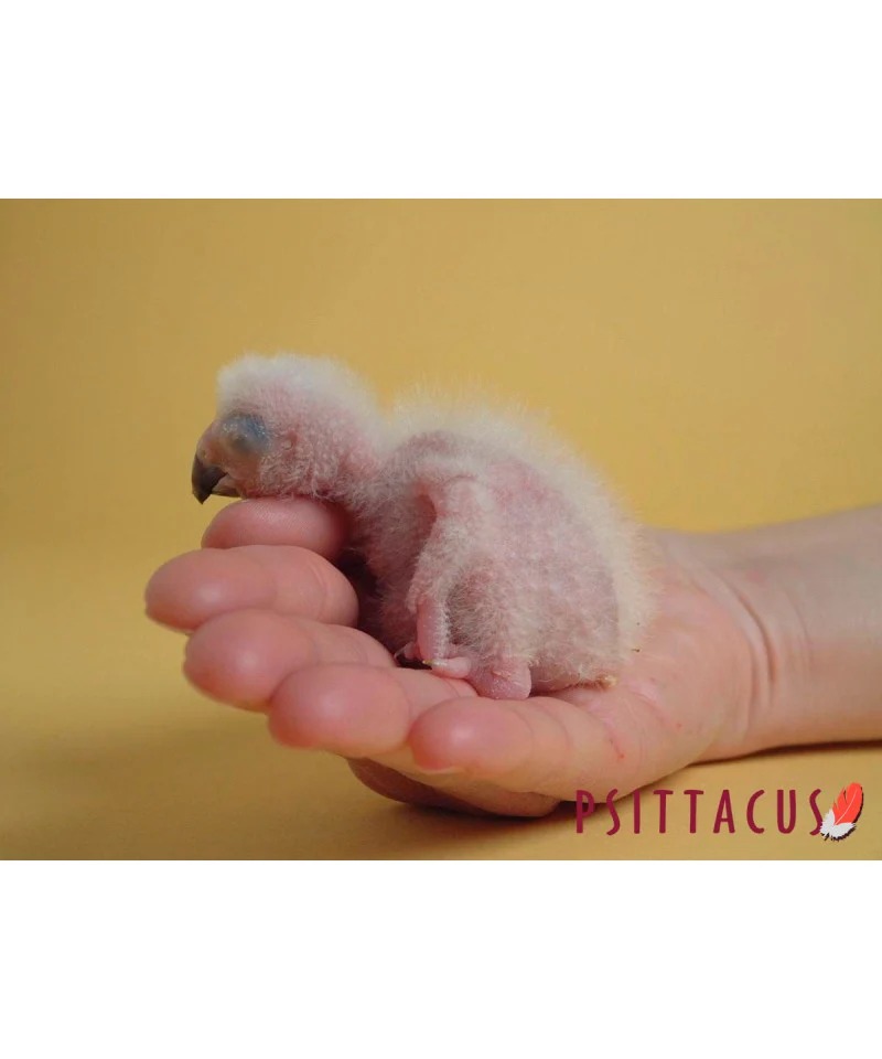 Psittacus Alimento Aves Papilla Neonatal 1 kg 7 a 15 dias Psitacidos Primera Edad Loros Guacamaya - Imagen 3