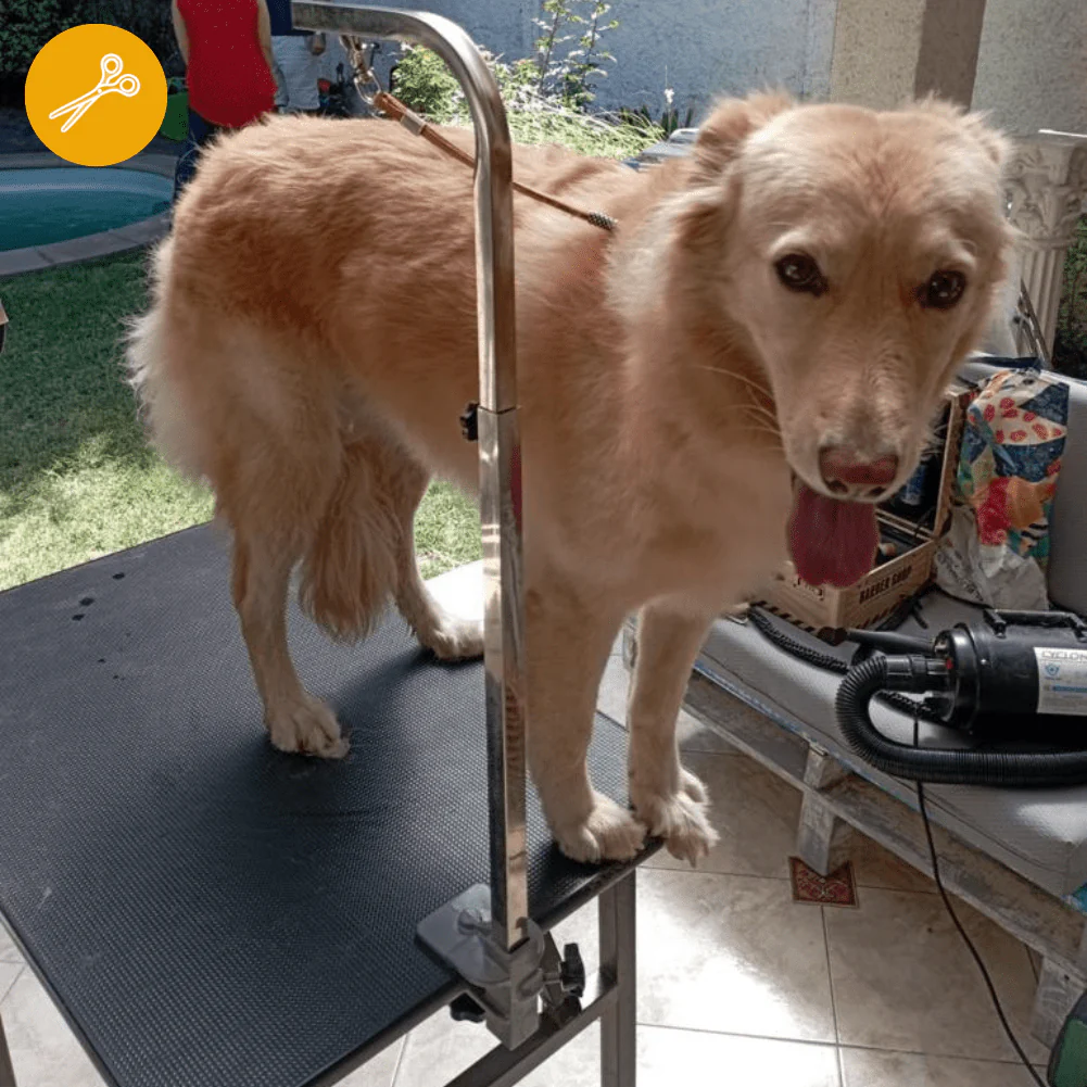 Peluquería Perro GRANDE (hasta 40 Kg) a domicilio