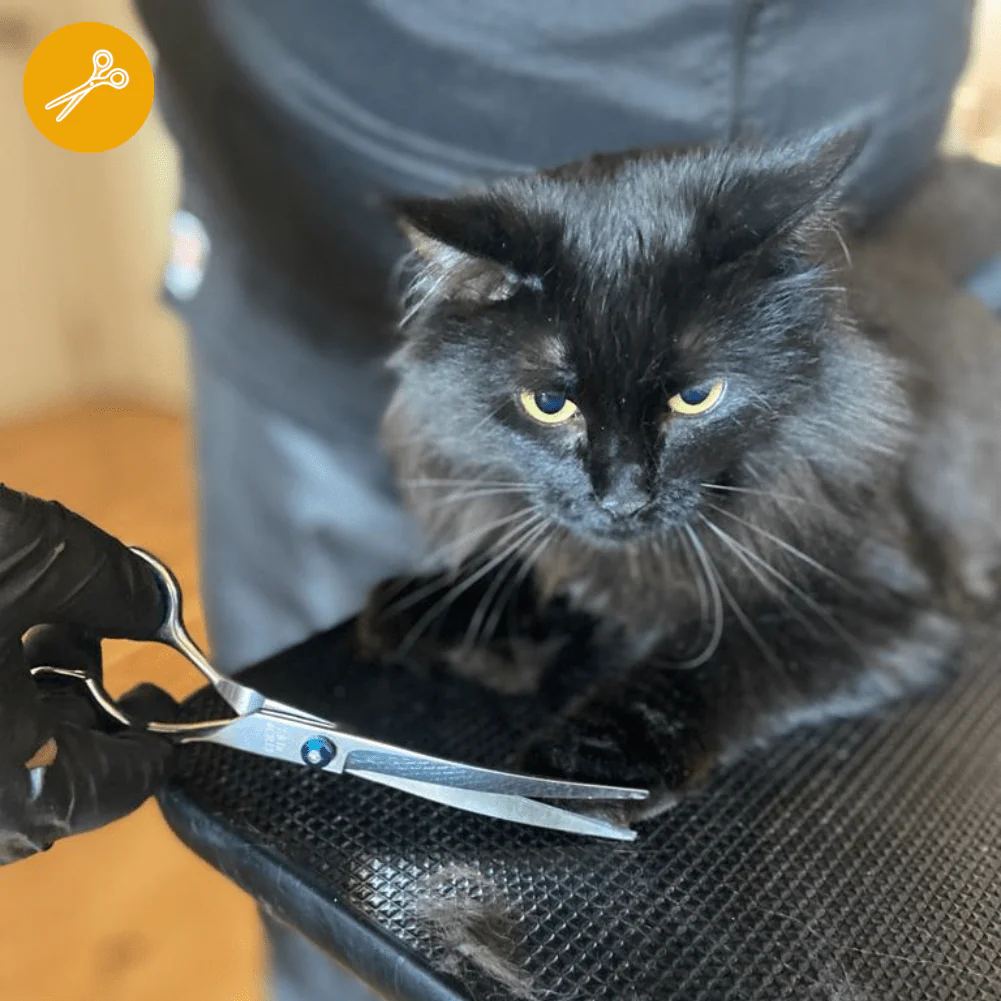 Peluquería GATO a Domicilio