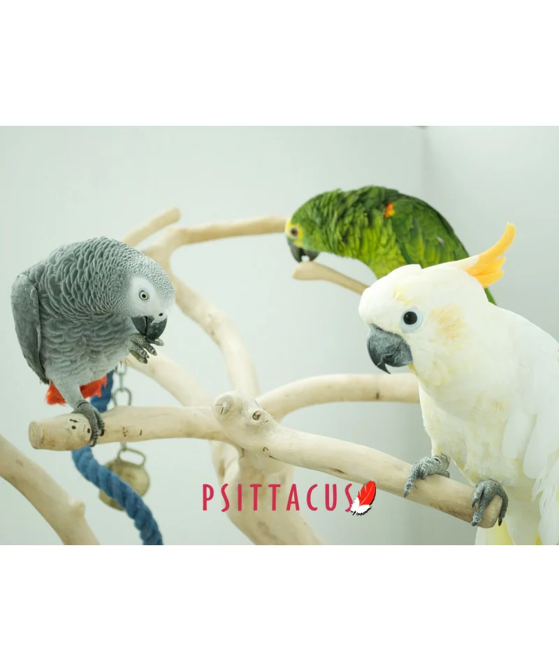 Psittacus Alimento Aves Pienso Reproduccion 15 kg Croquetas Psitacidos Loros Guacamayas - Imagen 3