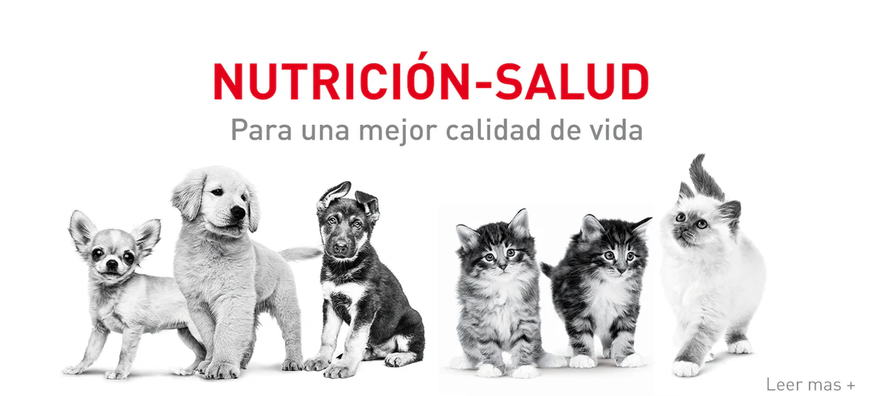 Royal Canin Hair & Skin Care Loaf Gatos Adulto Cuidado Pelo Lata Alimento Húmedo 145gr iPos - Imagen 2