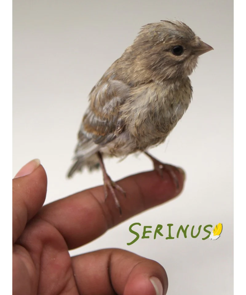 Psittacus Alimento Canarios Microesferas 18-10 Paseriformes Canarios Jilgueros Pienso - Imagen 5